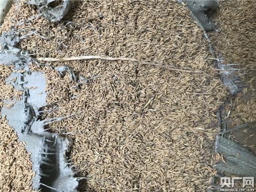 �д�����������Ų�����������ʳ�ֶ����鶽��