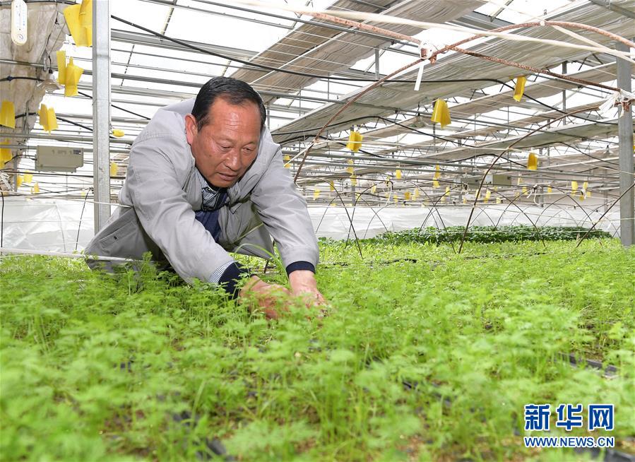 ���������ǵ�С�������ս��ʤ��ƶ���ᡤͼ�Ļ�������1����ԭϲ�����ٹ��̡������������ݼ����ϵ��߲˷�չ�漣