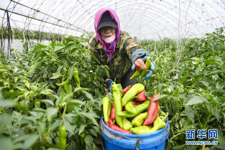 ���»�ȫýͷ�����������ǵ�С�����ͼ�Ļ�������10�������������Ҽҡ����ڼ��֣�һƳ�й������������δ��